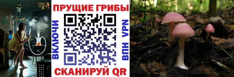 хочу наркоту  Красноуфимск  Галлюциногенные грибы мицелий 